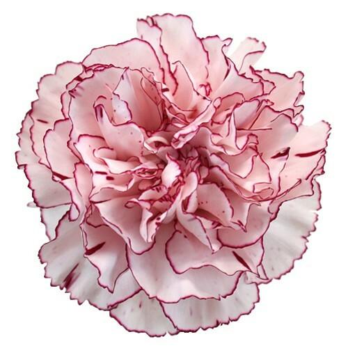 Purple and Ivory Carnation Wholesale Fresh Flower