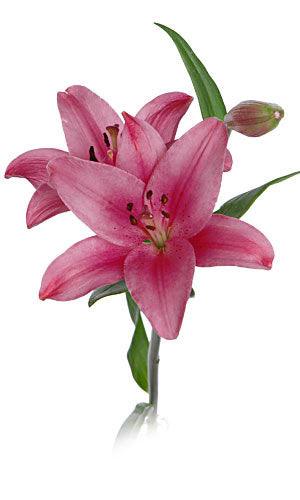 Wholesale Dark Pink Asiatic Lilies | Pink Asiatic Lilies