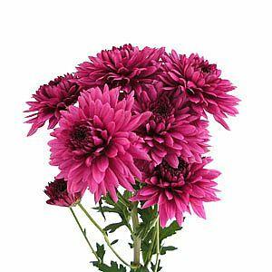 http://www.48longstems.com/cdn/shop/products/dark-pink-cushion-mums-833127.jpg?v=1691592696