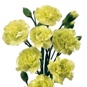 CARNATION GREEN