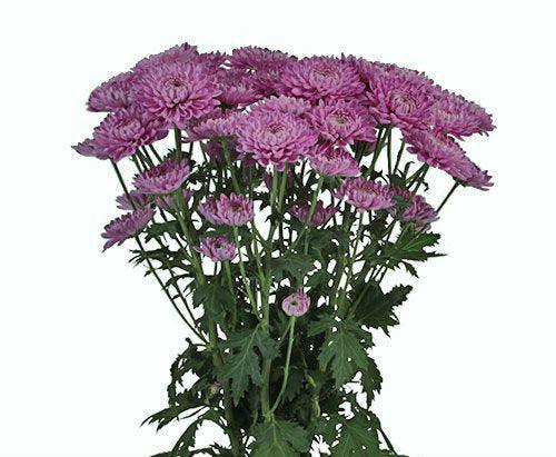 Purple Cushion Spray Mums - Florabundance Wholesale Flowers