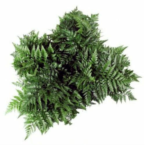 Fresh Leatherleaf Fern Garland –