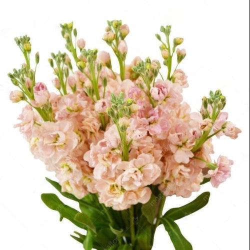 Stock Flower Bouquet