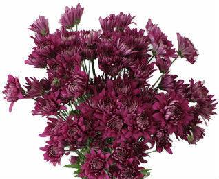 http://www.48longstems.com/cdn/shop/products/purple-cushion-mums-748211.jpg?v=1691592947