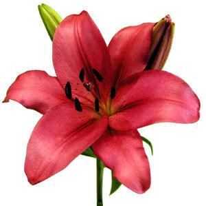 Wholesale Red Asiatic Lilies | Bulk Red Asiatic Lilies