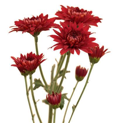 Red Daisies - Wholesale