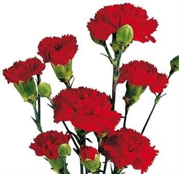 Red Mini Carnations  Wholesale Red Mini Carnations