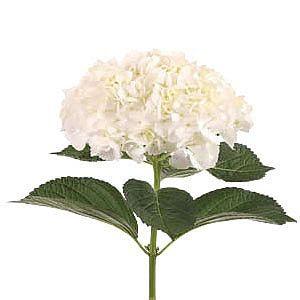 Wholesale White Hydrangeas