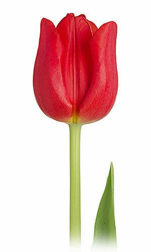 10 13 in tall Single Stem Foam Tulips Flowers
