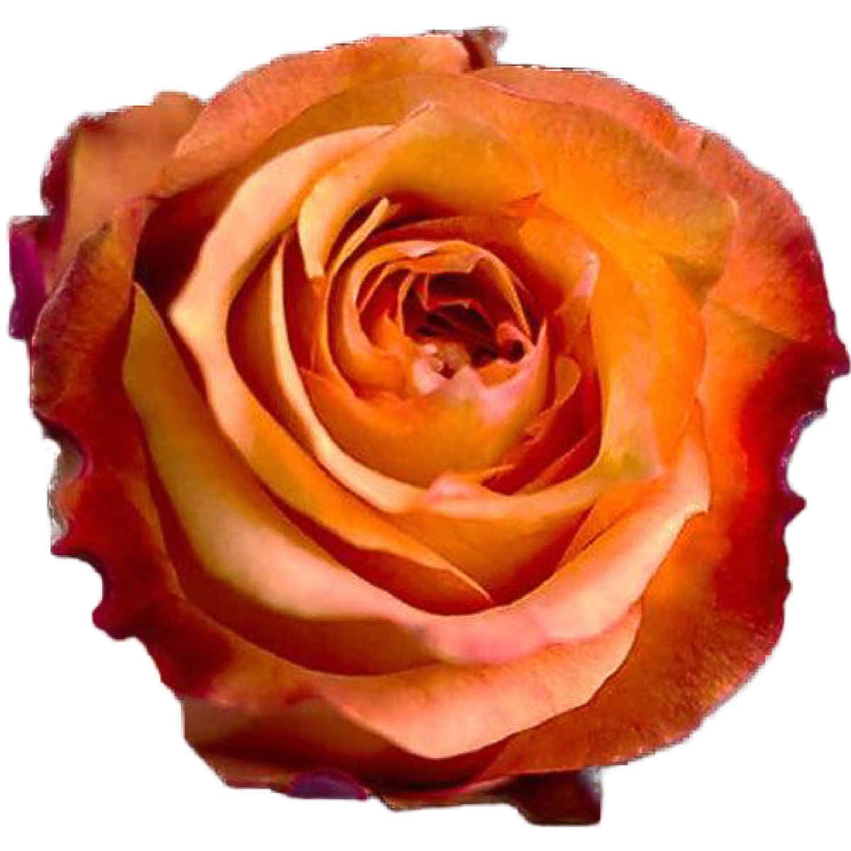 http://www.48longstems.com/cdn/shop/products/twilight-peach-orange-roses-wholesale-688751.jpg?v=1691593493