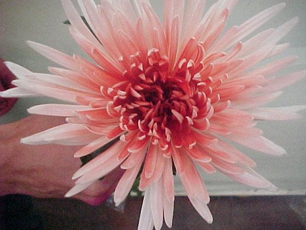 spider chrysanthemum bouquet