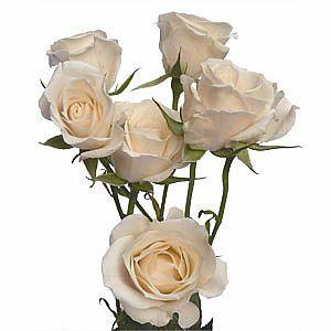 Spray Rose White Majolica - Wholesale - Blooms By The Box