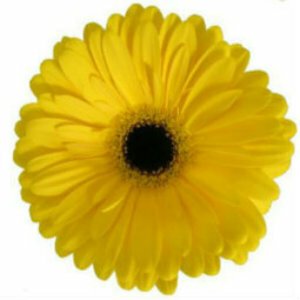 Yellow Daisies - Wholesale