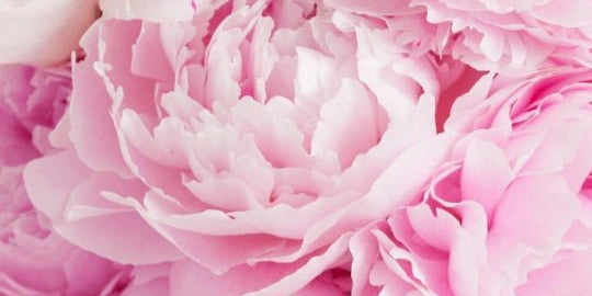 How to Care For Your Wholesale Peonies - 48LongStems.com