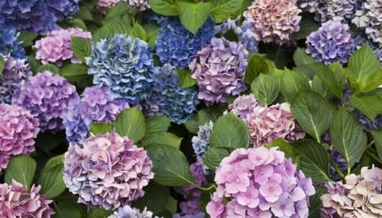 WHOLESALE HYDRANGEAS 101 - 48LongStems.com