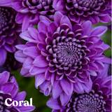 Coral BluOcean Chrysanthemum