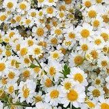 Feverfew Daisy White