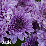 Jade BluOcean Chrysanthemum