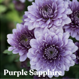 Purple Sapphire BluOcean Chrysanthemum