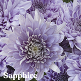 Sapphire BluOcean Chrysanthemum