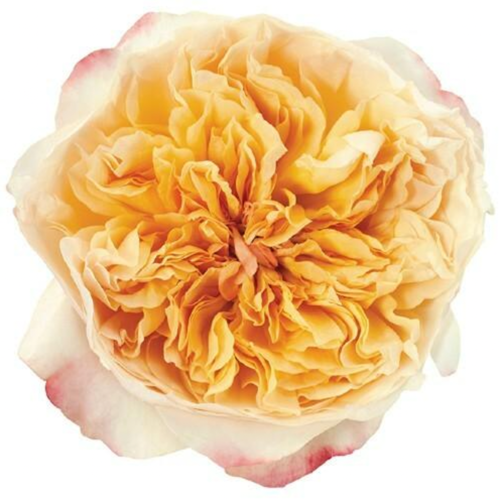 Effie David Austin Garden Roses Wholesale