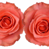 Rose Combo Box Single Color-50 stems