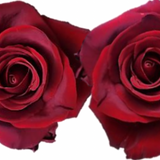 Rose Combo Box Single Color-50 stems