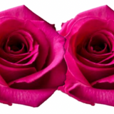 Rose Combo Box Single Color-50 stems