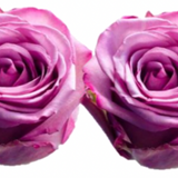 Rose Combo Box Single Color-50 stems