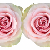 Rose Combo Box Single Color-50 stems