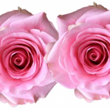 Rose Combo Box Single Color-50 stems