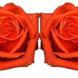 Rose Combo Box Single Color-50 stems