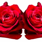 Rose Combo Box Single Color-50 stems