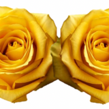 Rose Combo Box Single Color-50 stems