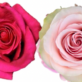 Rose Combo Box - 50 Stems