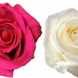 Rose Combo Box - 50 Stems