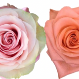 Rose Combo Box - 50 Stems