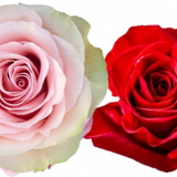 Rose Combo Box - 50 Stems