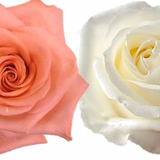 Rose Combo Box - 50 Stems