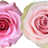 Rose Combo Box - 50 Stems