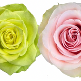 Rose Combo Box - 50 Stems