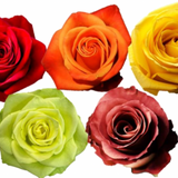 Rose Combo Box - 125 Stems