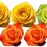 Rose Combo Box - 125 Stems