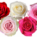 Rose Combo Box - 125 Stems