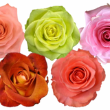 Rose Combo Box - 125 Stems