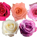 Rose Combo Box - 125 Stems