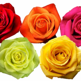 Rose Combo Box - 125 Stems