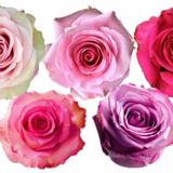 Rose Combo Box - 125 Stems