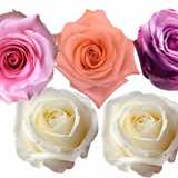 Rose Combo Box - 125 Stems