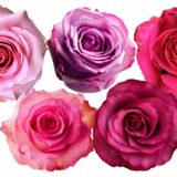 Rose Combo Box - 125 Stems